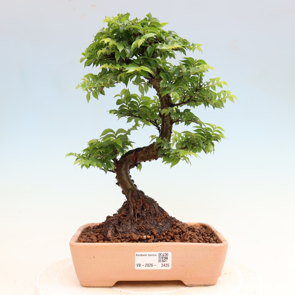 Bonsai da esterno - Ulmus Jacqueline Hillier - Olmo magnifico