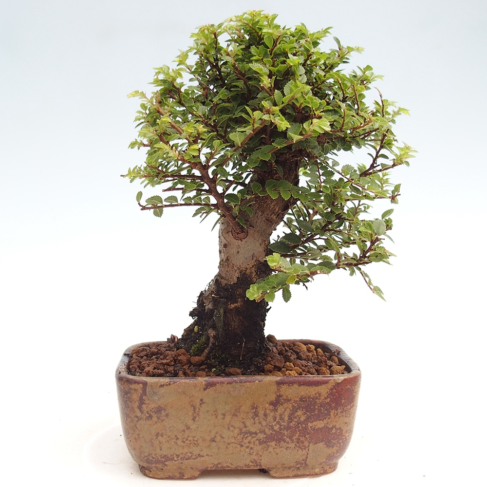 Bonsai da esterno - Ulmus parvifolia Hokkaido - Olmo cinese