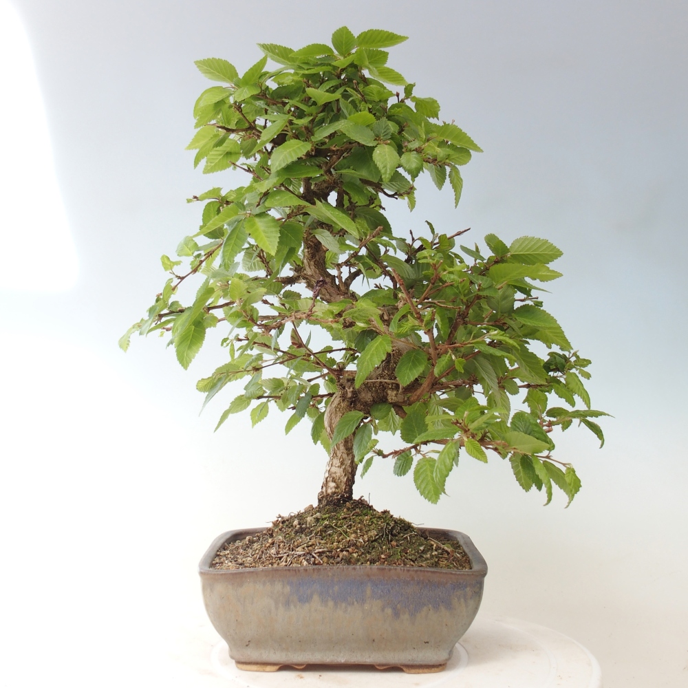 Bonsai da esterno -Carpinus CARPINOIDES - Carpino coreano
