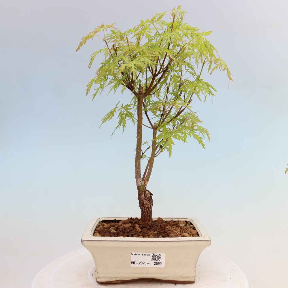 Bonsai da esterno - Acer palmatum Dissectum