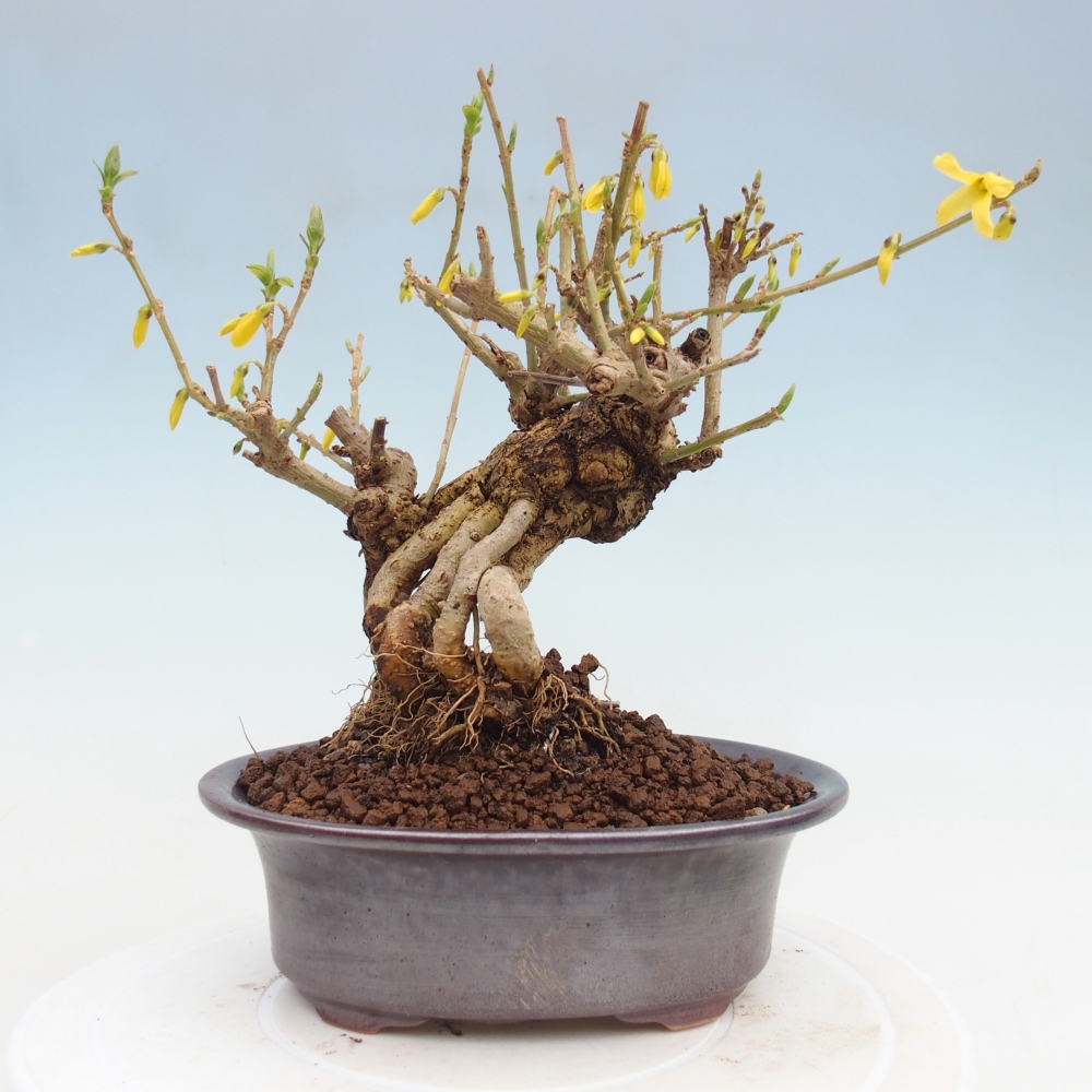 Bonsai da esterno - Zlatice - Forsythia koreana
