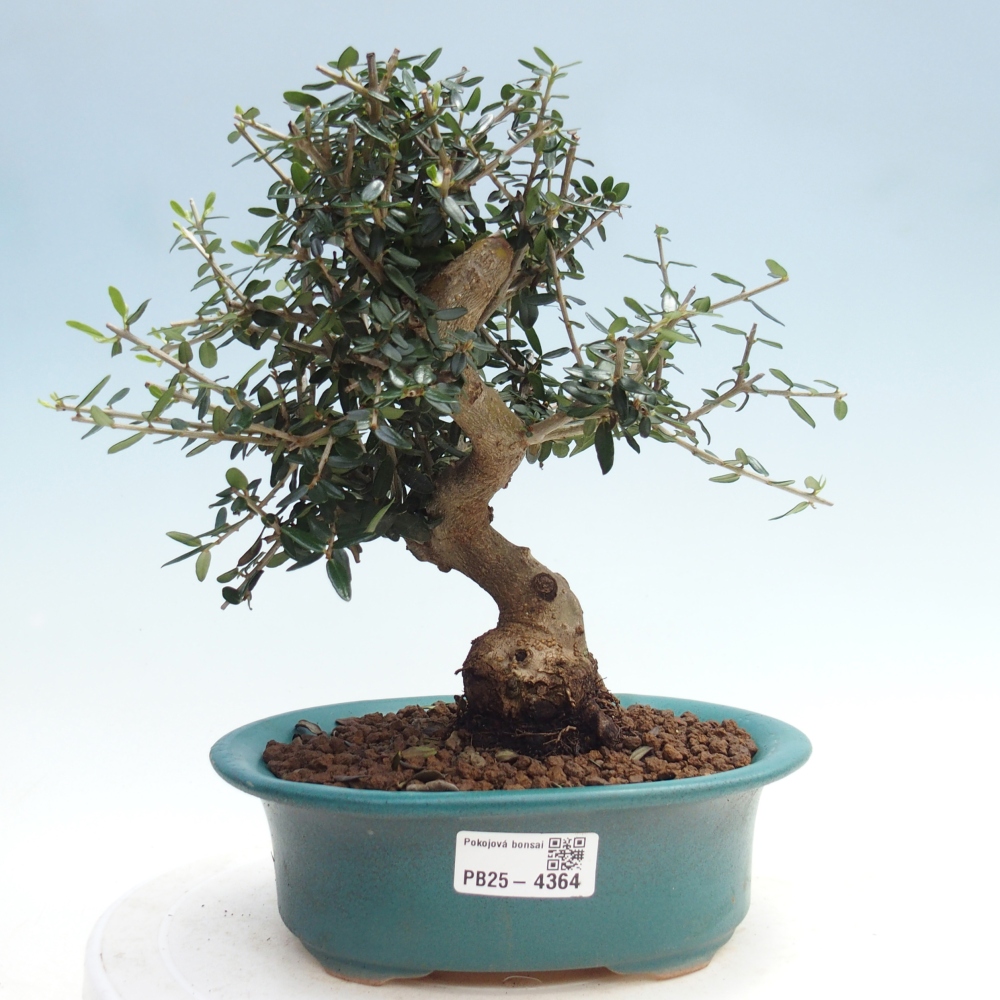 Bonsai da interno - Olea europaea sylvestris