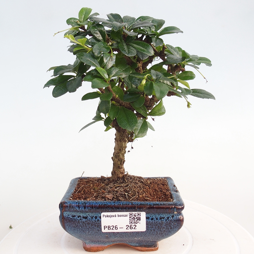 Camera bonsai - Carmona macrophylla - Tea fuki
