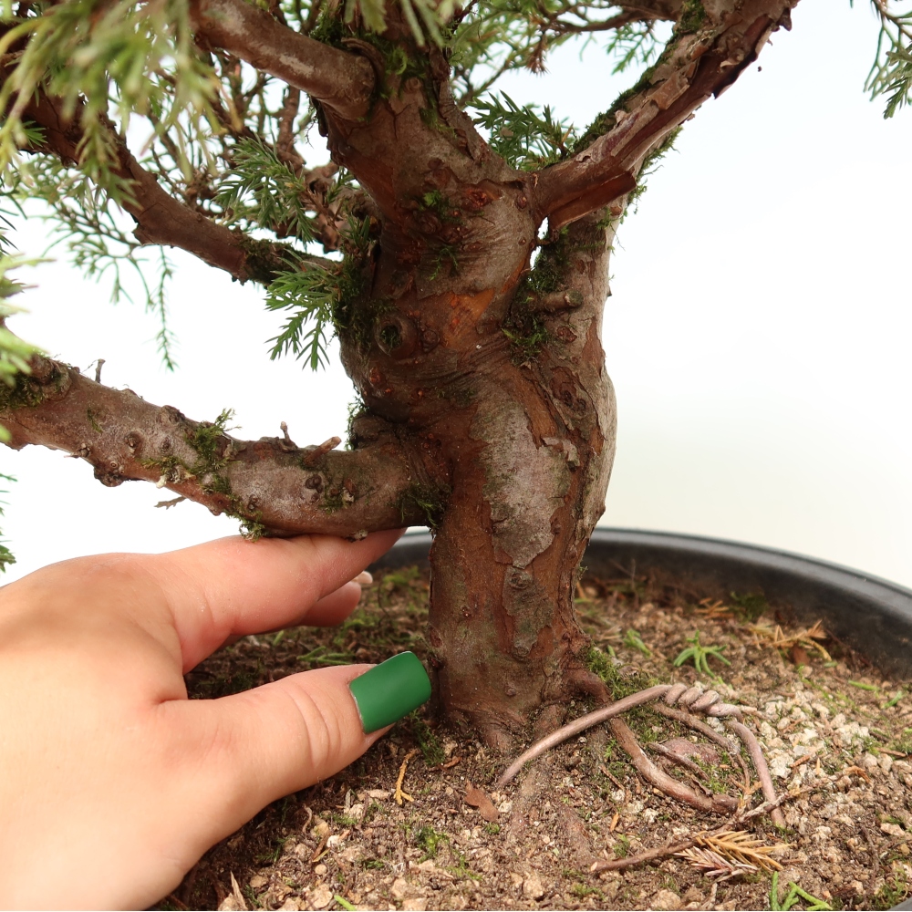 Bonsai da esterno - Juniperus chinensis Itoigawa-Juniperus chinensis