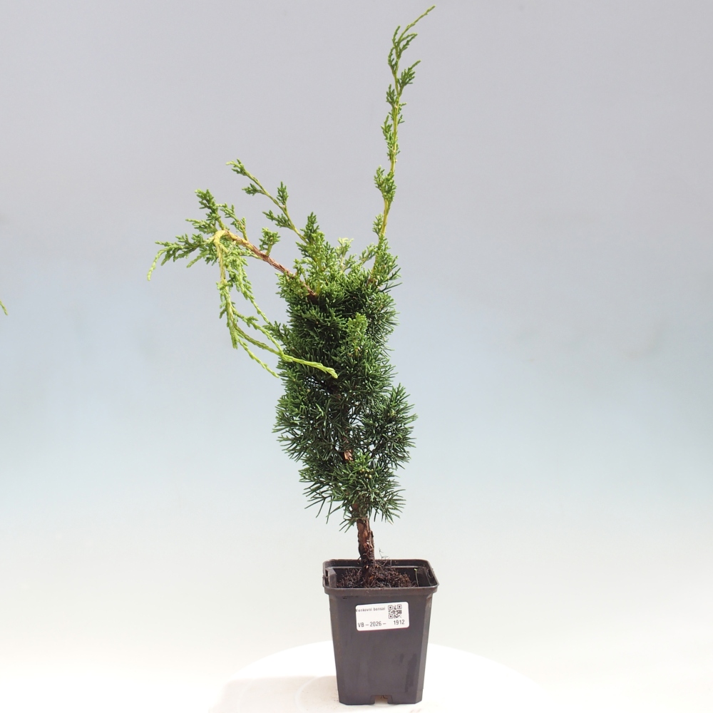 Bonsai da esterno - Juniperus chinensis Kishu