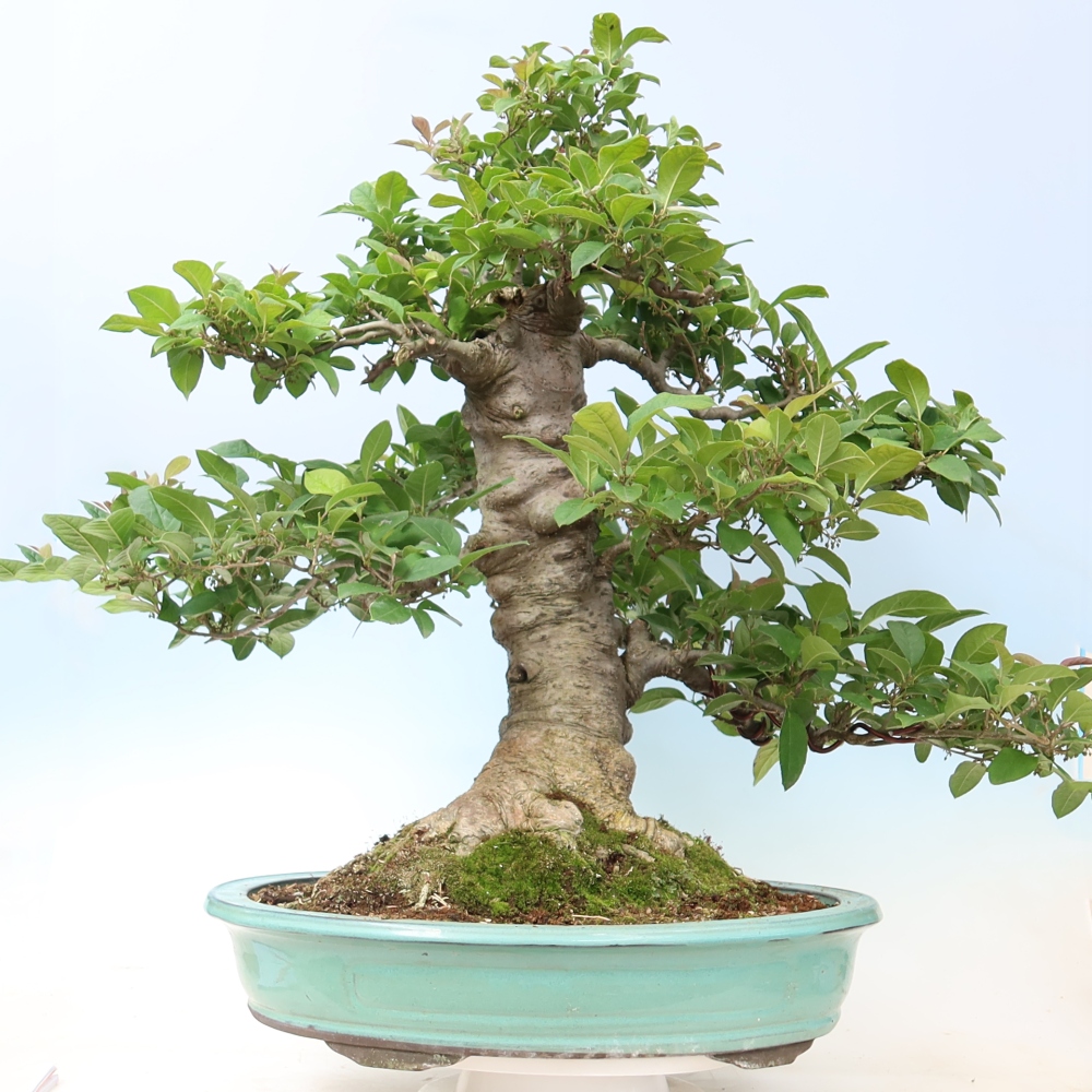 Bonsai da esterno - Ilex serrata - agrifoglio seghettato