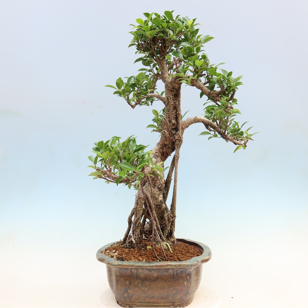 Camera bonsai - Ficus kimmen - ficus a foglie piccole