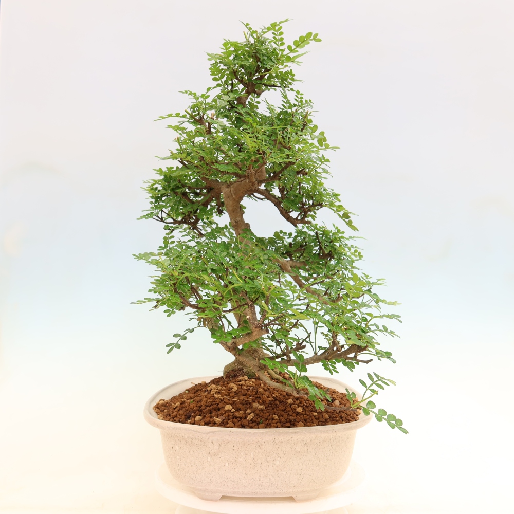 Camera bonsai - Zantoxylum piperitum - albero del pepe