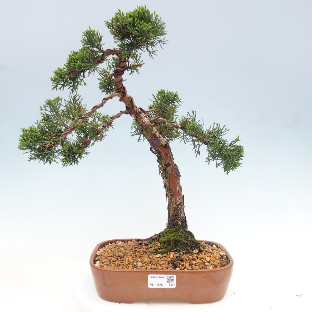 Bonsai da esterno - Juniperus chinensis Kishu