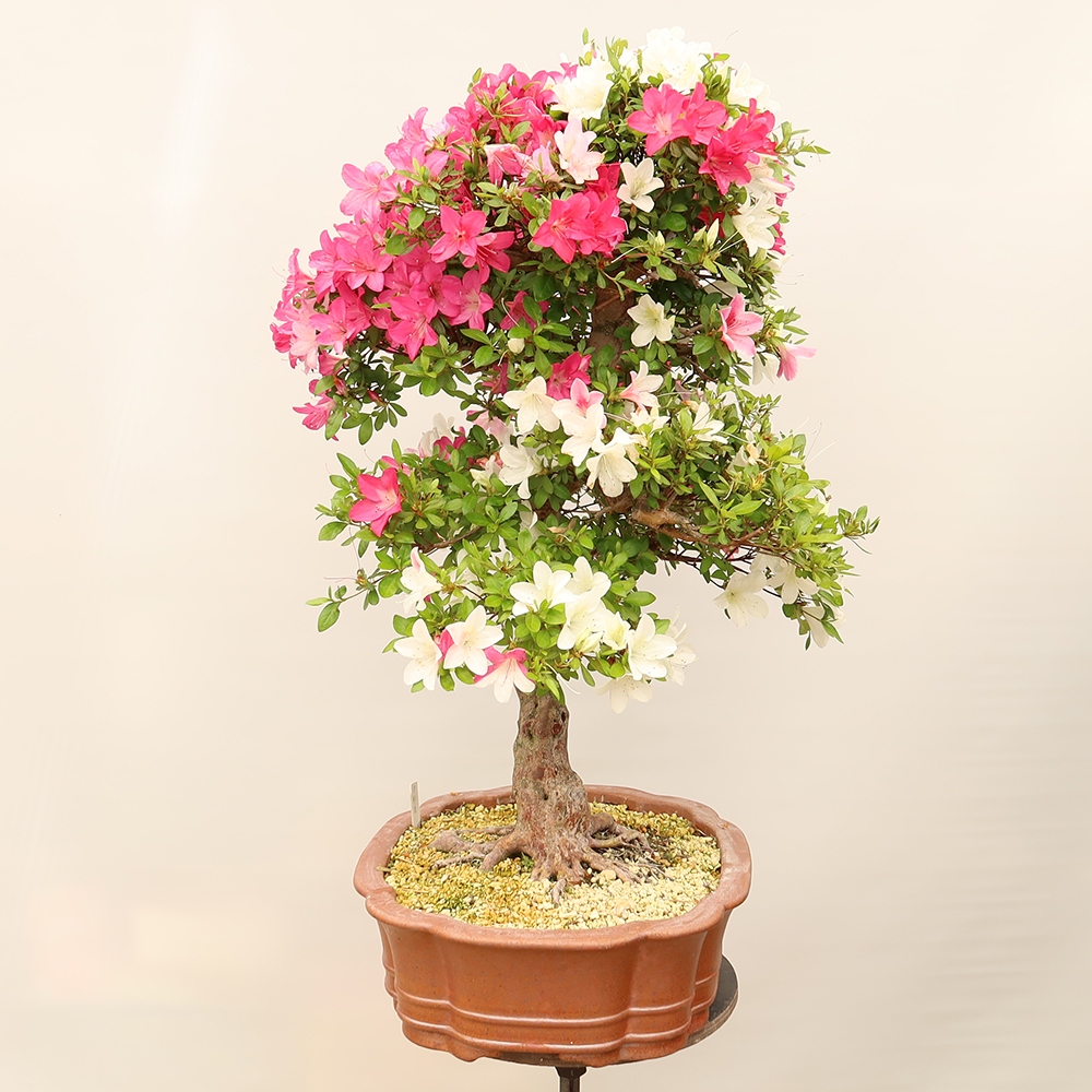 Bonsai da esterno - Azalea giapponese - Azalea Sayaka