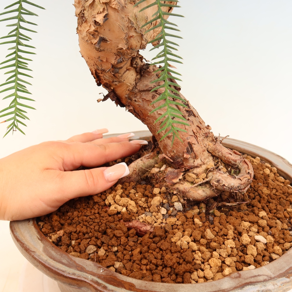 Bonsai da camera - Araucaria - Abete da camera