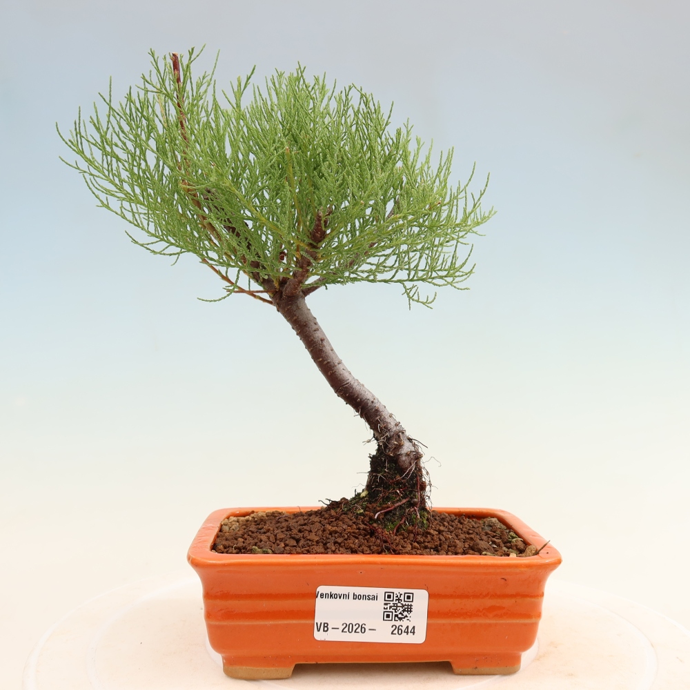 Bonsai da esterno - Tamarisco - Tamarix