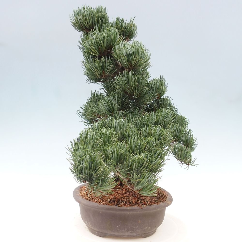 Bonsai da esterno - Pinus parviflora - Pinus parviflora