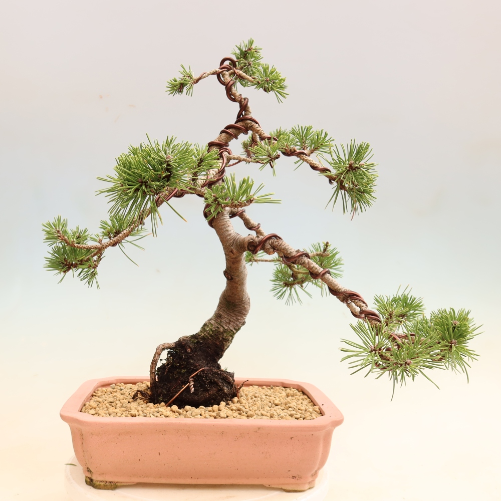 Bonsai da esterno - Pinus mugo Humpy  - Pino mugo