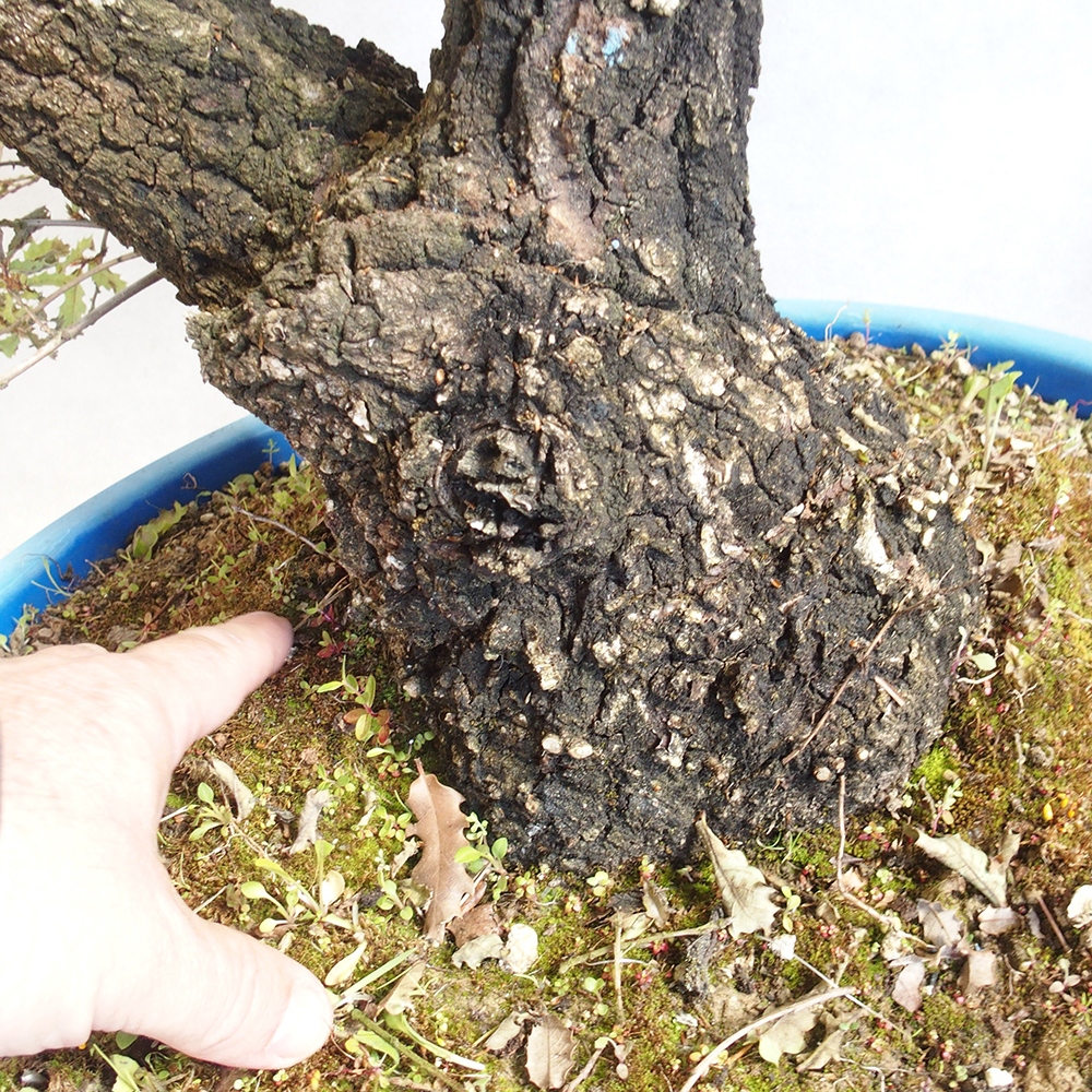 Bonsai da esterno Quercus Cerris - Quercia Cer