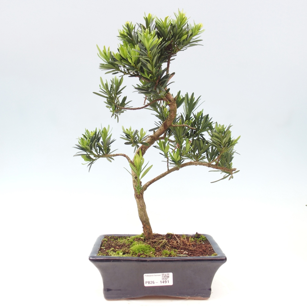 Camera bonsai - Podocarpus - Tasso delle pietre