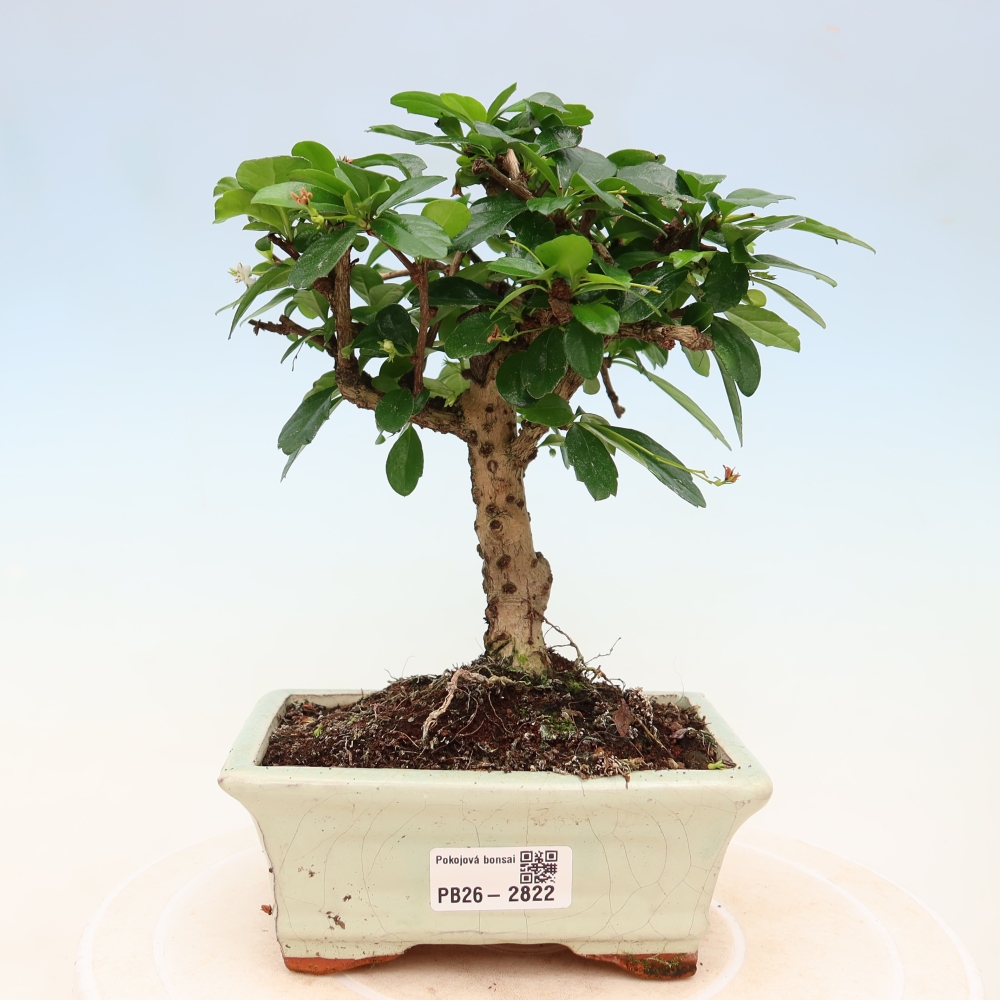 Camera bonsai - Carmona macrophylla - Tea fuki
