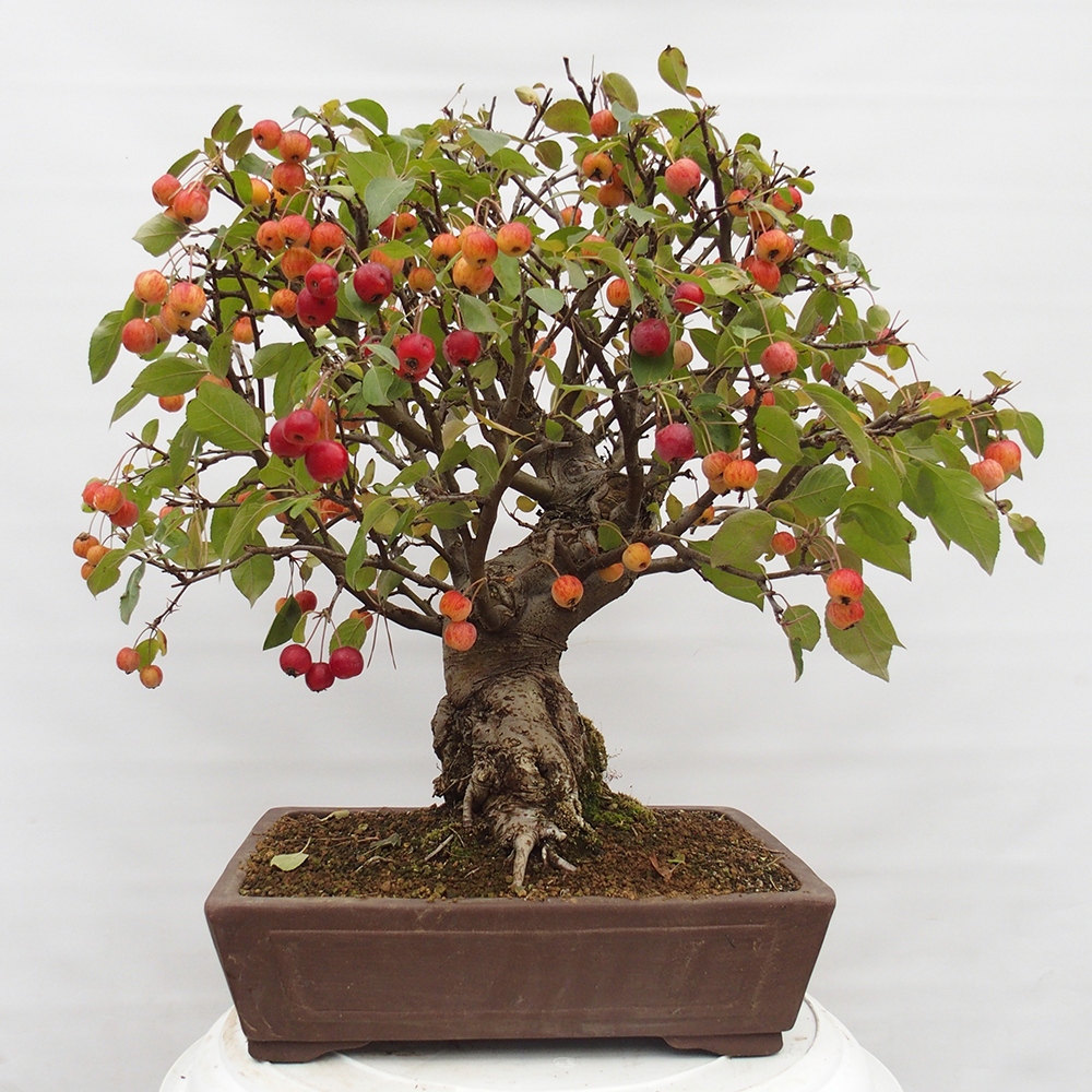Bonsai da esterno -Malus halliana - Melo a frutto piccolo