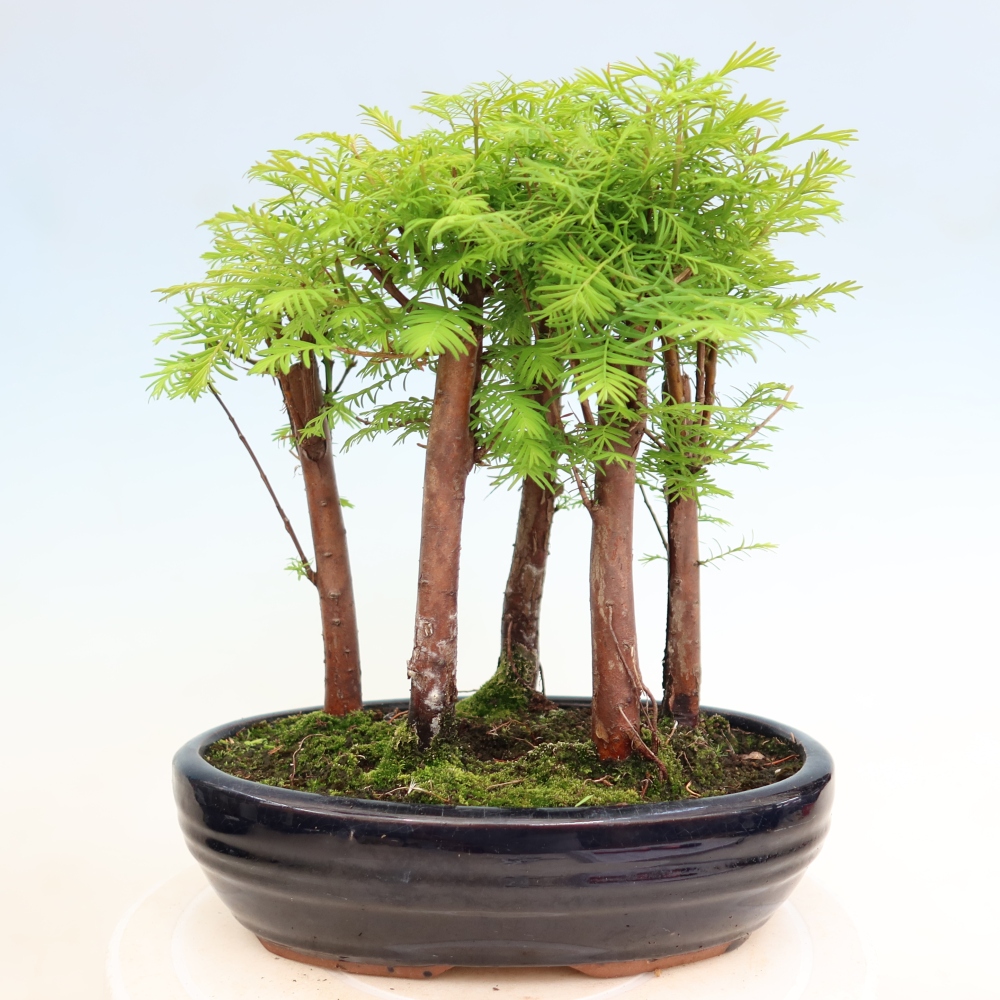 Bonsai da esterno - Metasequoia glyptostroboides - Metasequoia cinese - boschetto