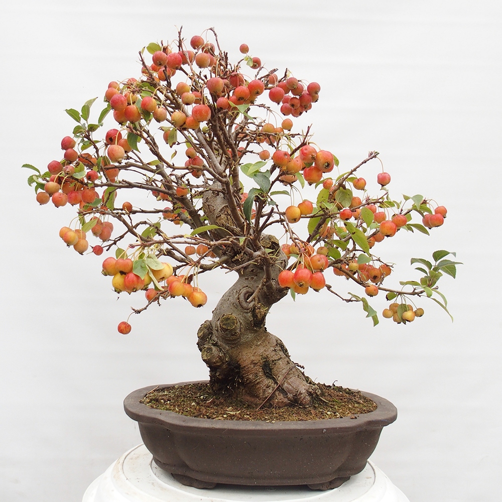 Bonsai da esterno -Malus halliana - Melo a frutto piccolo