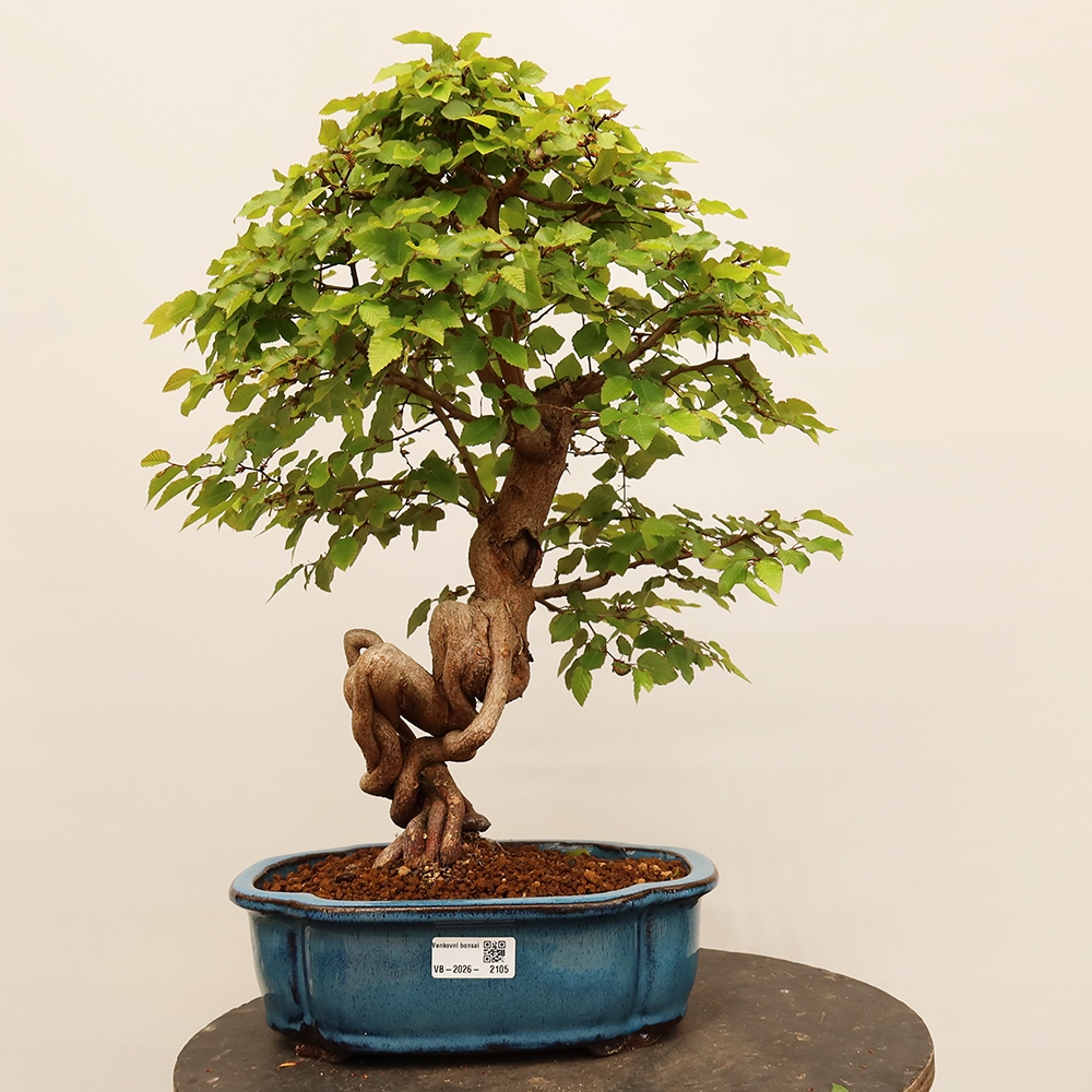 Bonsai da esterno -Carpinus Coreana - Carpino coreano