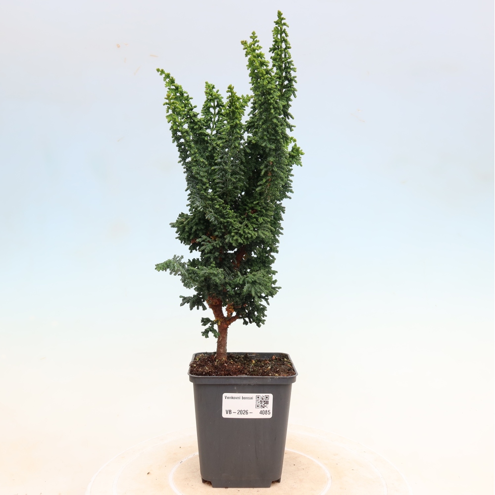 Bonsai da esterno - Cham. obtusa SEKKA HINOKI - Cipresso