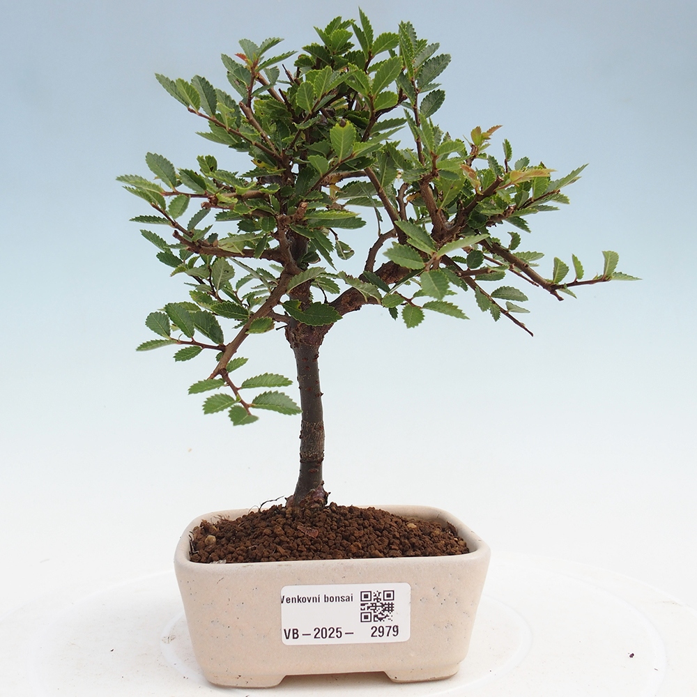 Bonsai da esterno - Ulmus parvifolia Sagei - Olmo a foglie piccole