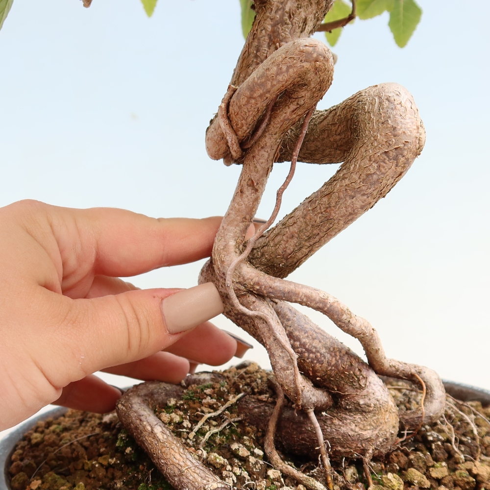 Bonsai da esterno -Carpinus CARPINOIDES - Carpino coreano