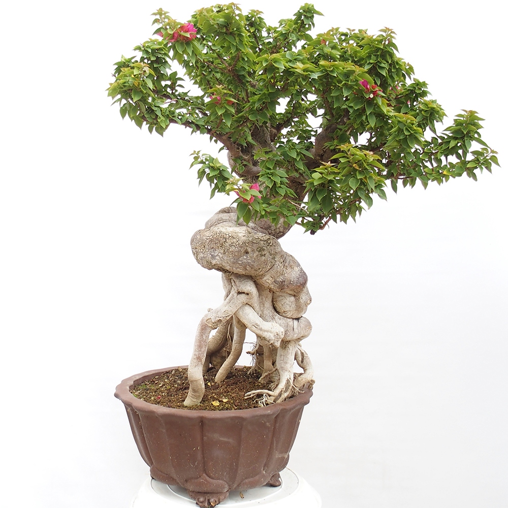 Camera bonsai - Bouganwilea