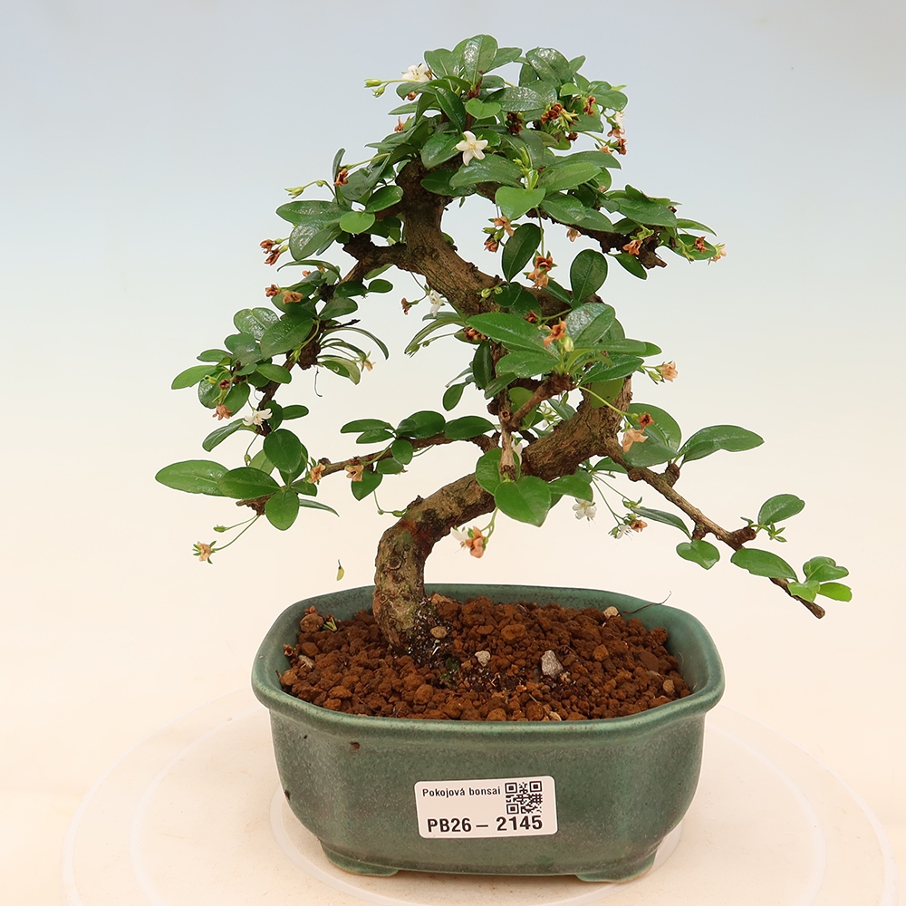 Camera bonsai - Carmona macrophylla - Tea fuki