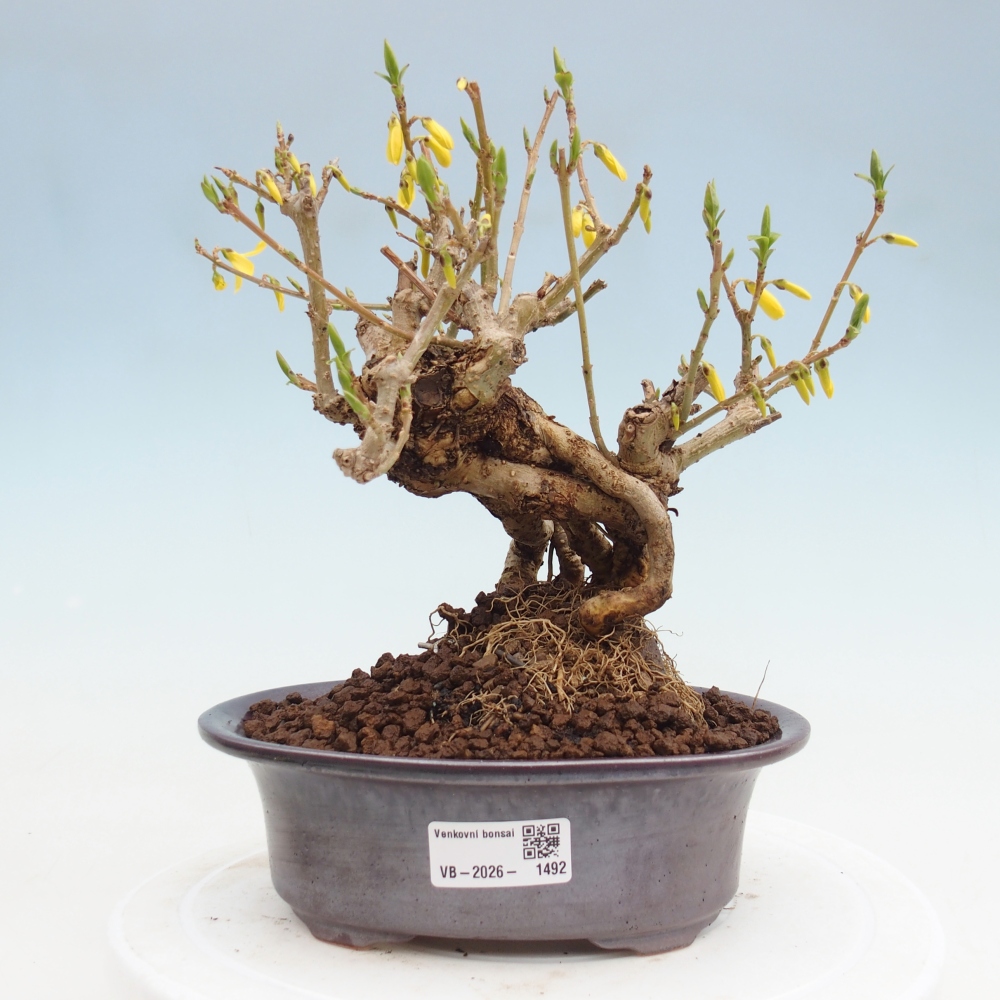 Bonsai da esterno - Zlatice - Forsythia koreana