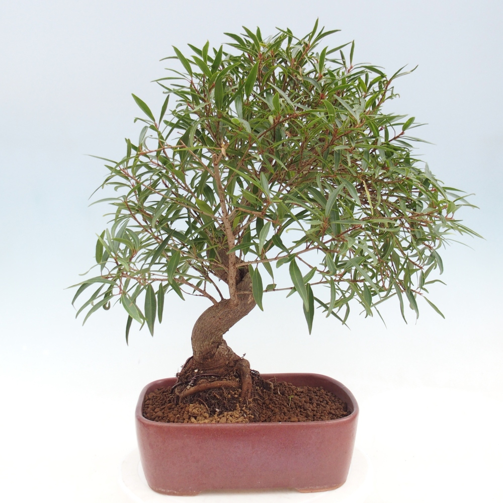 Camera bonsai - Ficus nerifolia - ficus a foglie piccole