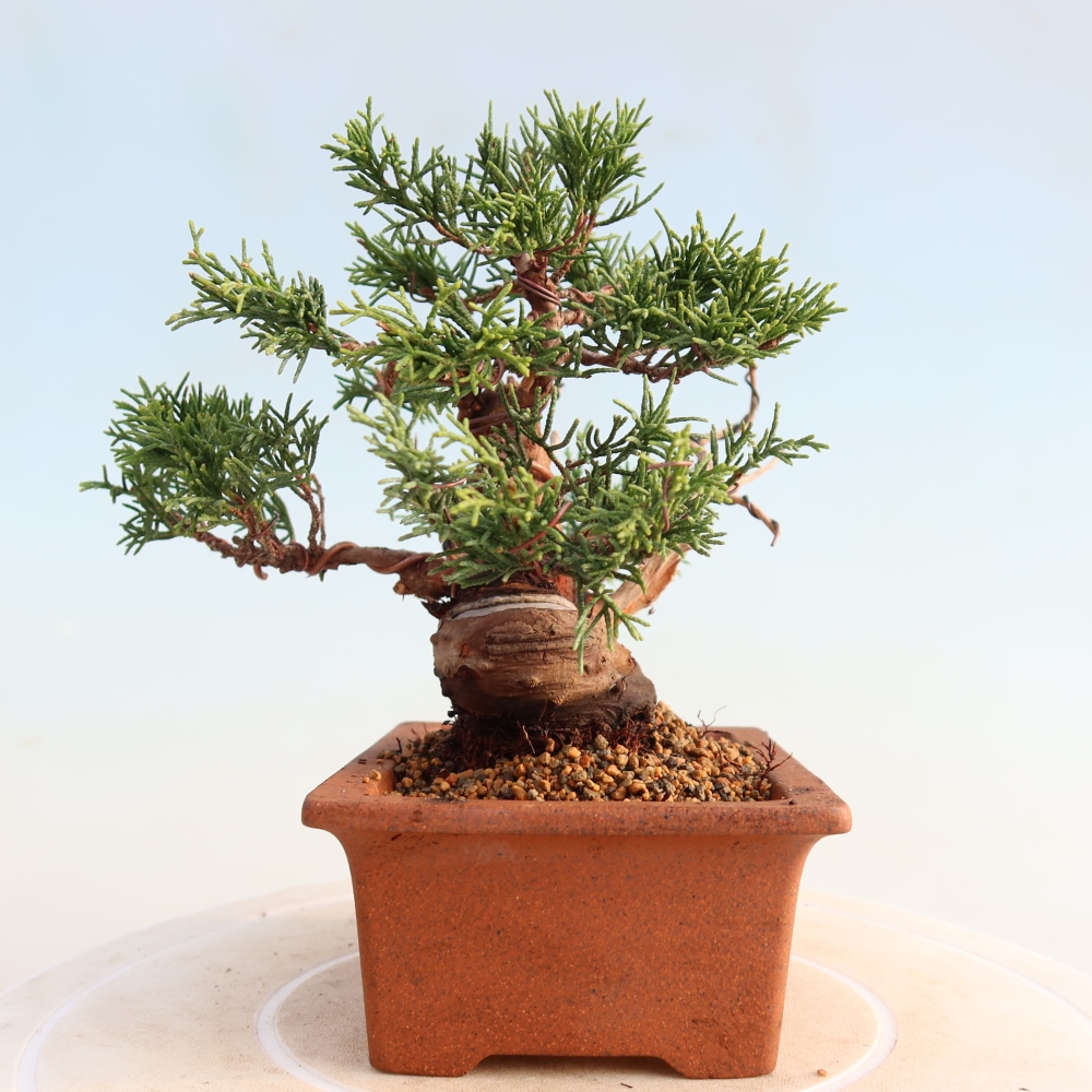 Bonsai da esterno - Juniperus chinensis Itoigawa