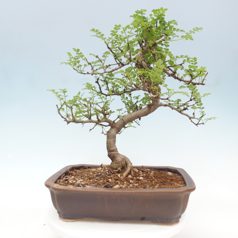 Camera bonsai - Zantoxylum piperitum - albero del pepe