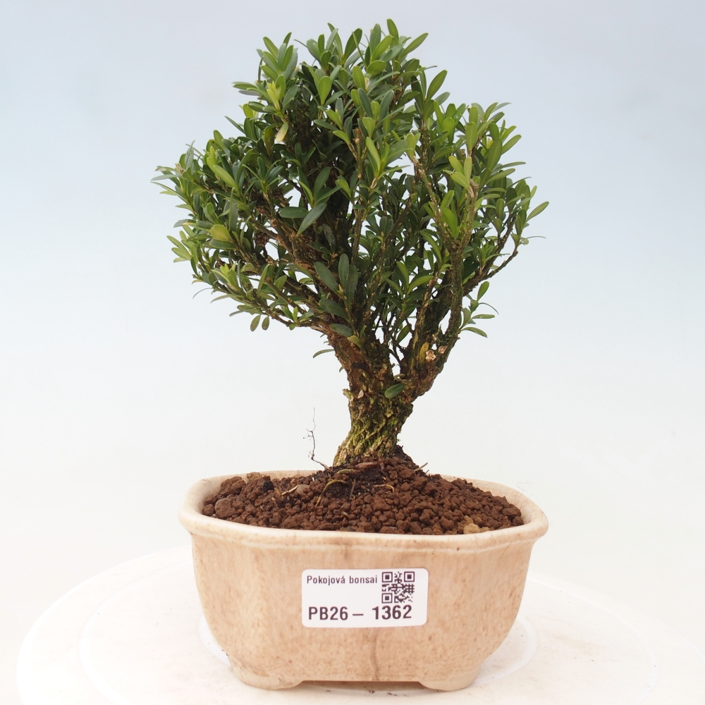 Camera bonsai - Buxus harlandii - buxus da sughero