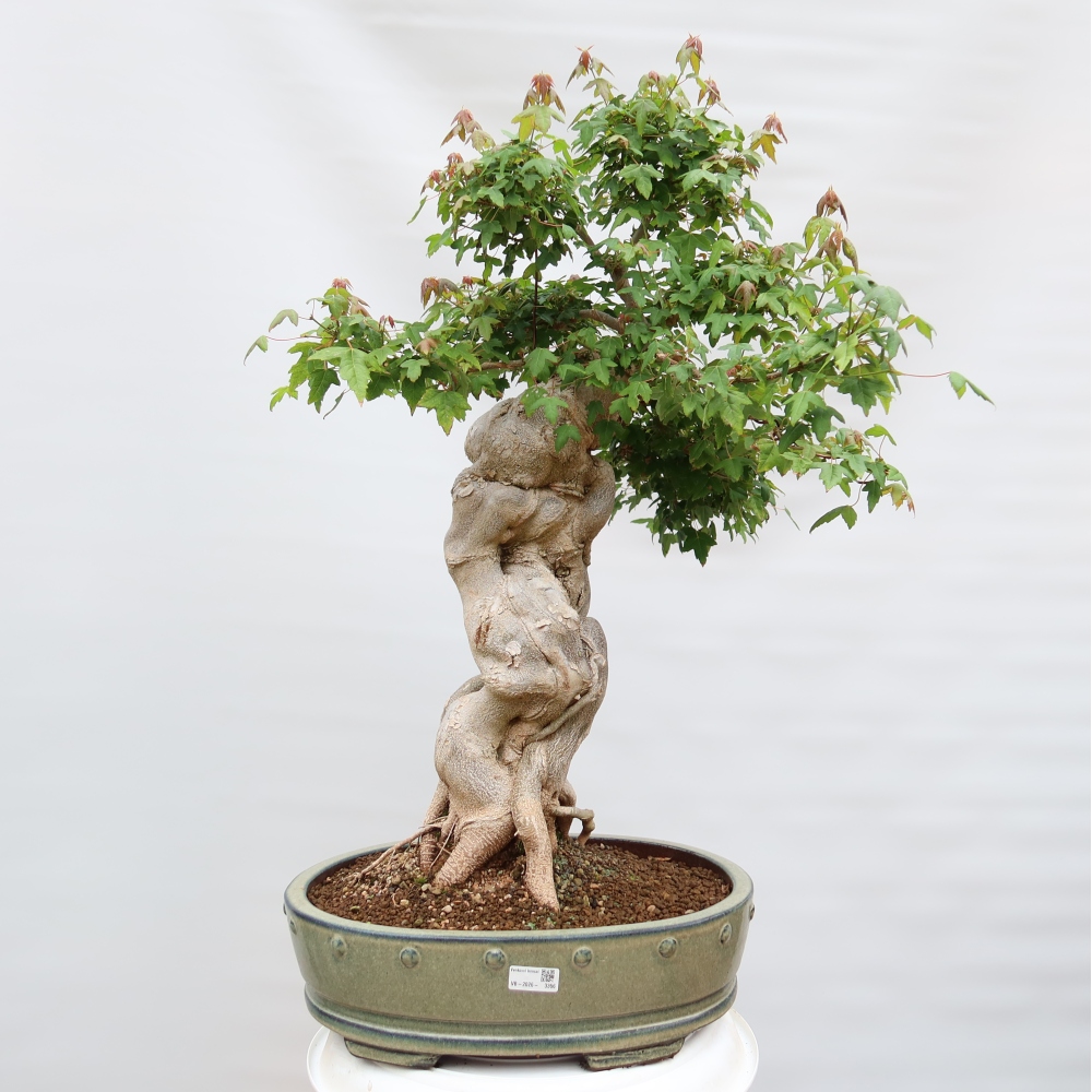 Bonsai da esterno - Acero Burger - Acer Burgerianum