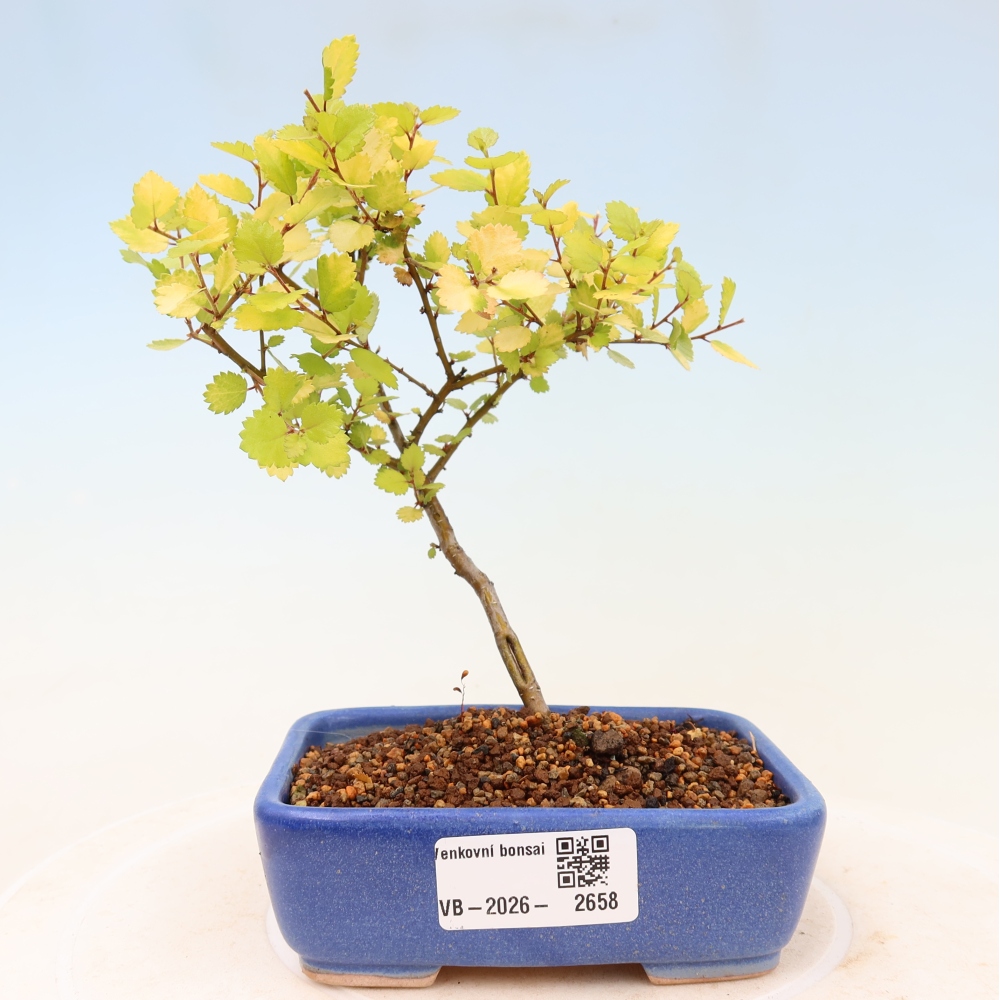 Bonsai da esterno - betulla nana - Betula NANA Golden Treasure