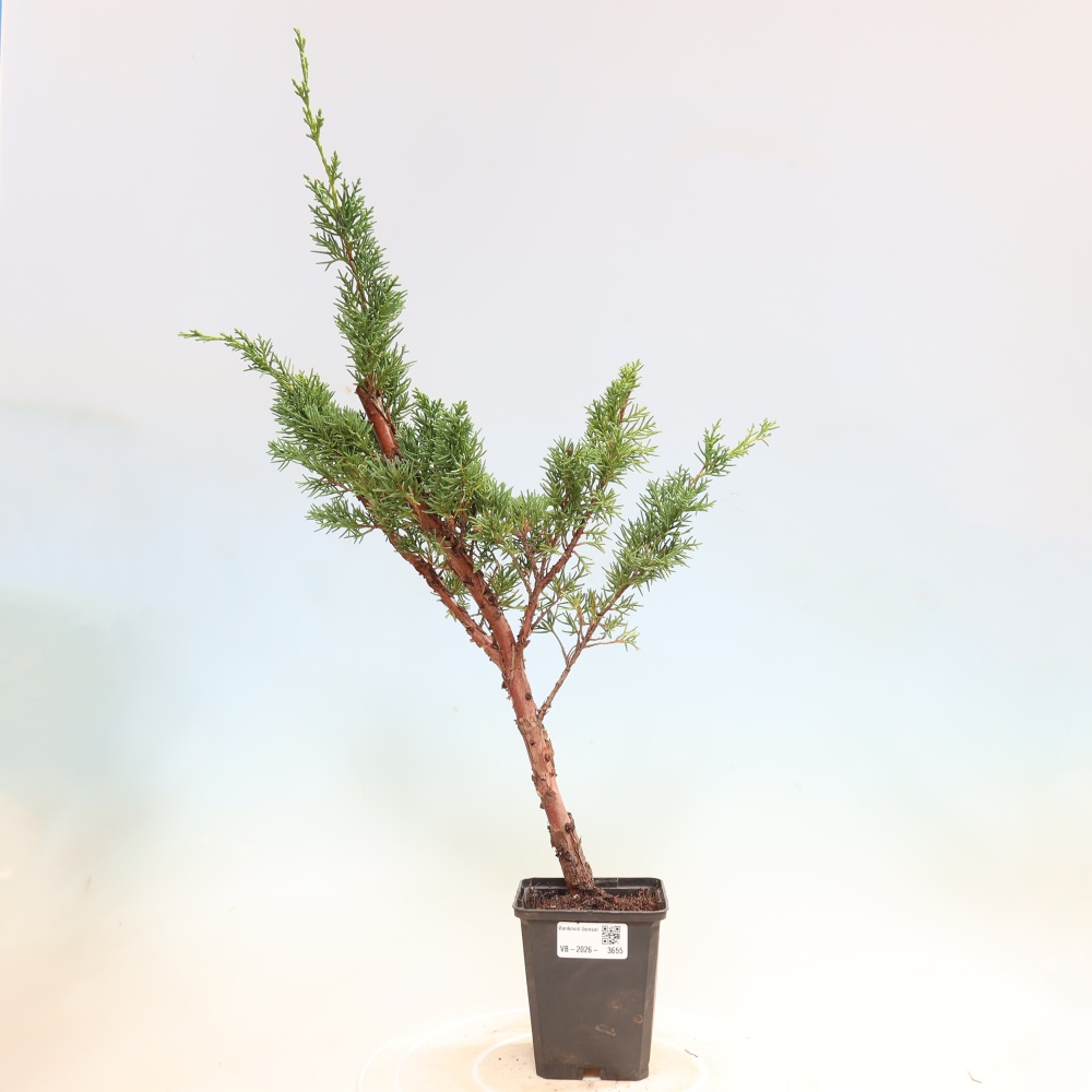 Bonsai da esterno - Juniperus chinensis Kishu