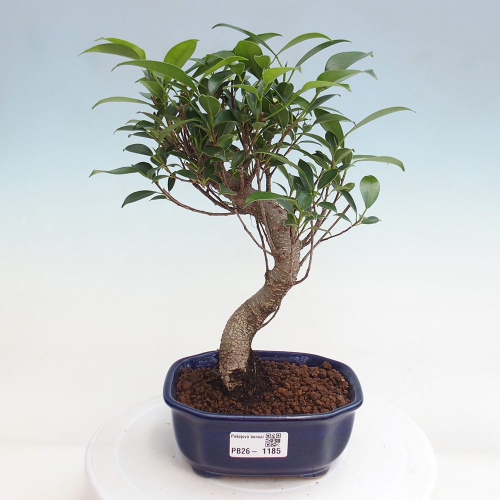 Camera bonsai - Ficus retusa - ficus a foglie piccole