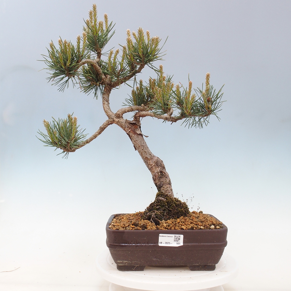 Bonsai da esterno - Pinus Sylvestris Watererri - Pino silvestre