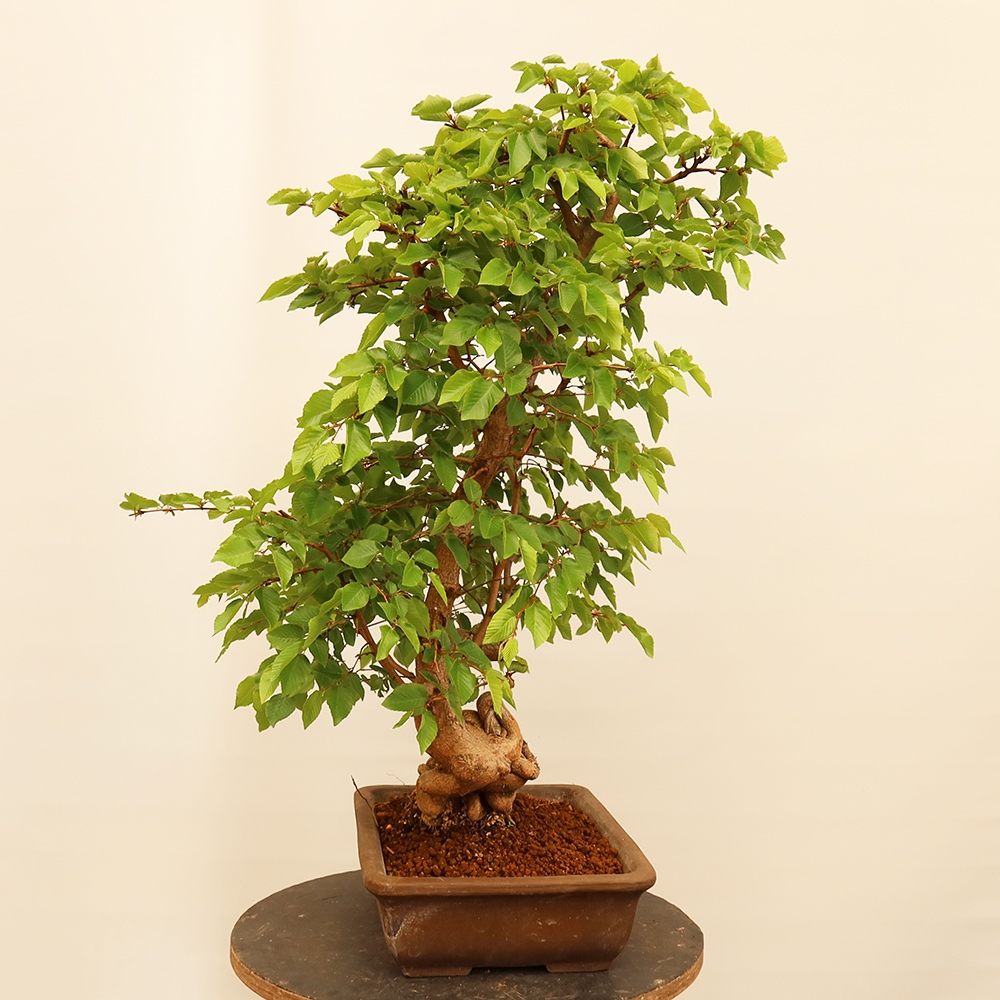 Bonsai da esterno -Carpinus Coreana - Carpino coreano