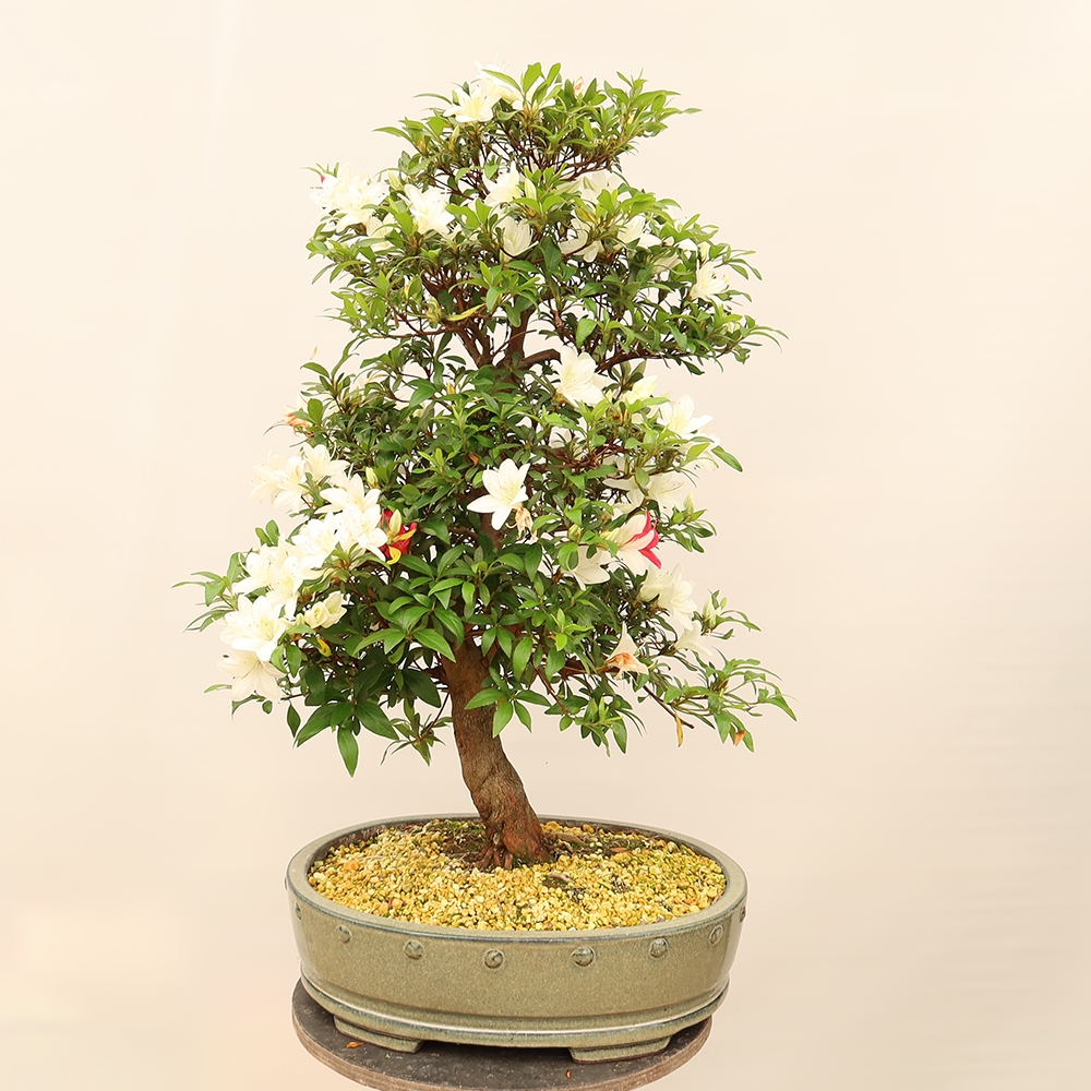 Bonsai da esterno - Azalea giapponese - Azalea CHIHIRO