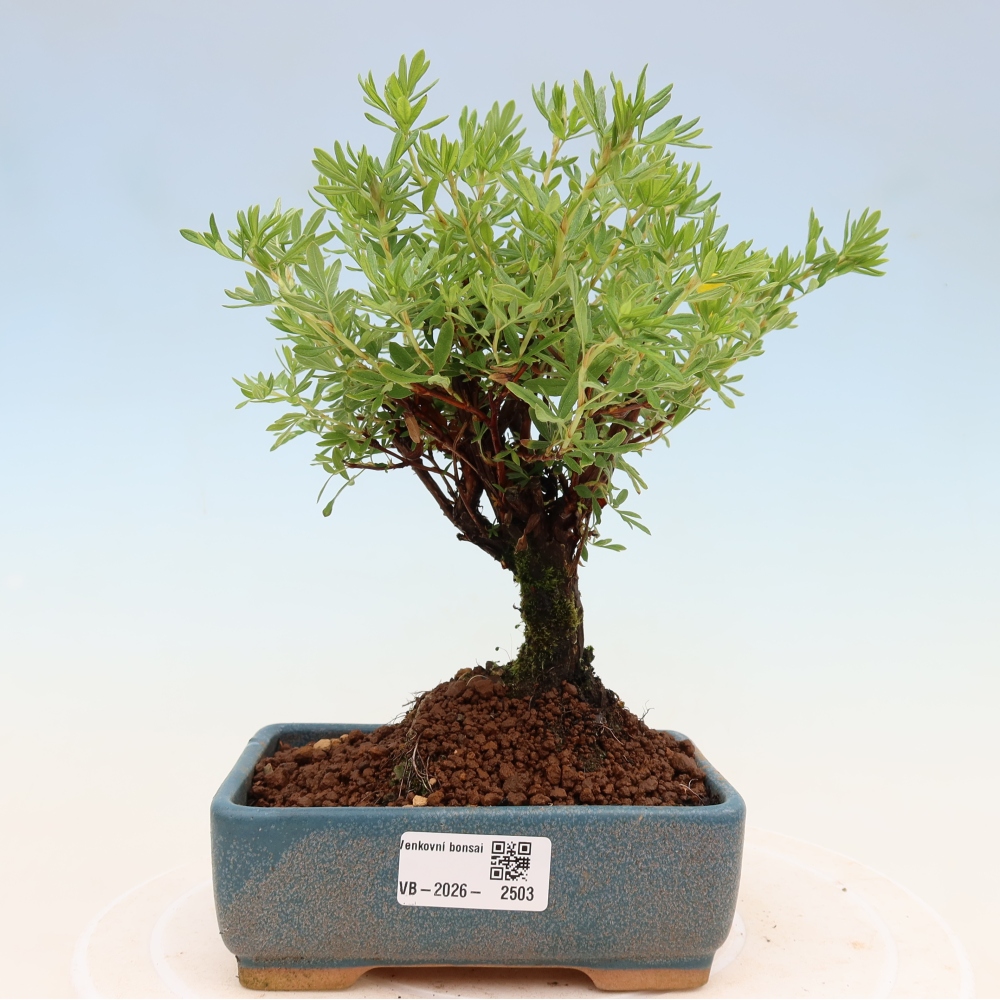 Bonsai da esterno - Potentila fruticosa