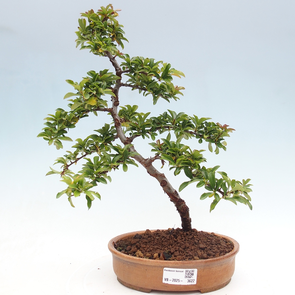 Bonsai da esterno-Pyracantha Teton -Hlox