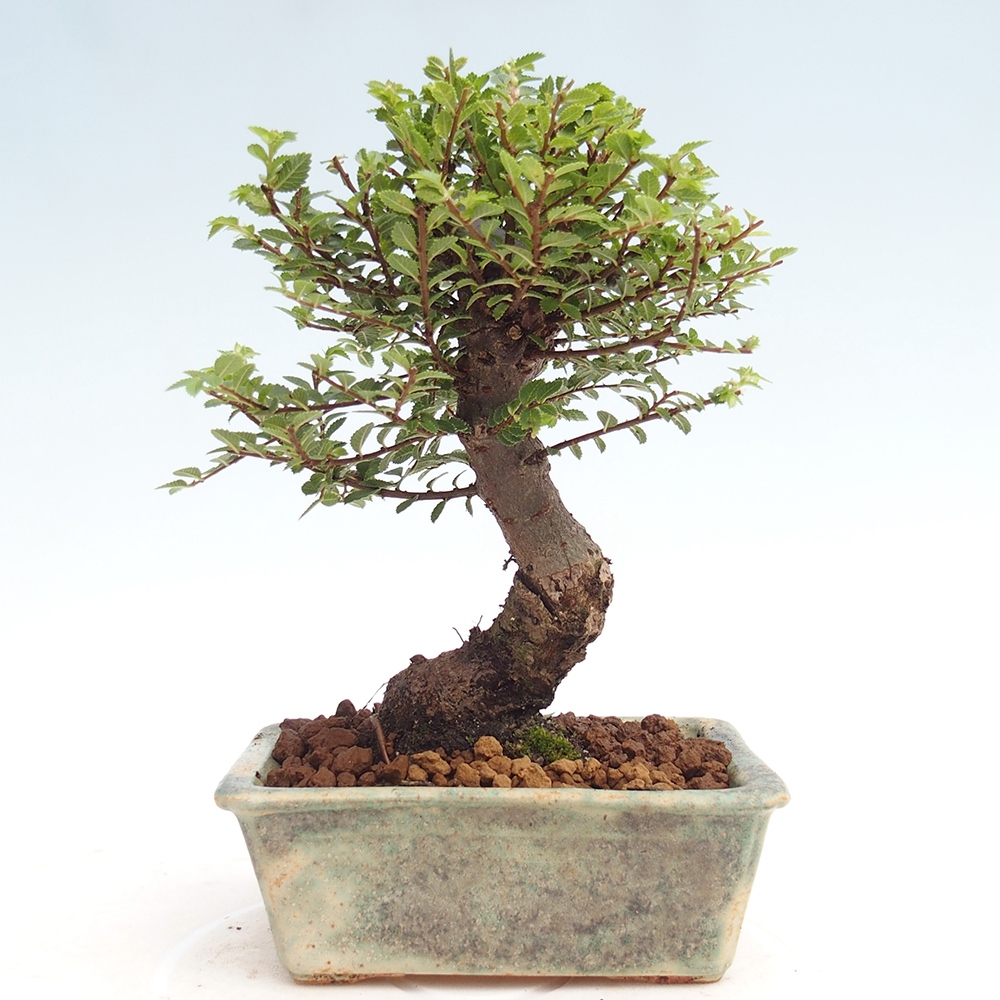 Bonsai da esterno - Ulmus parvifolia Hokkaido - Olmo cinese