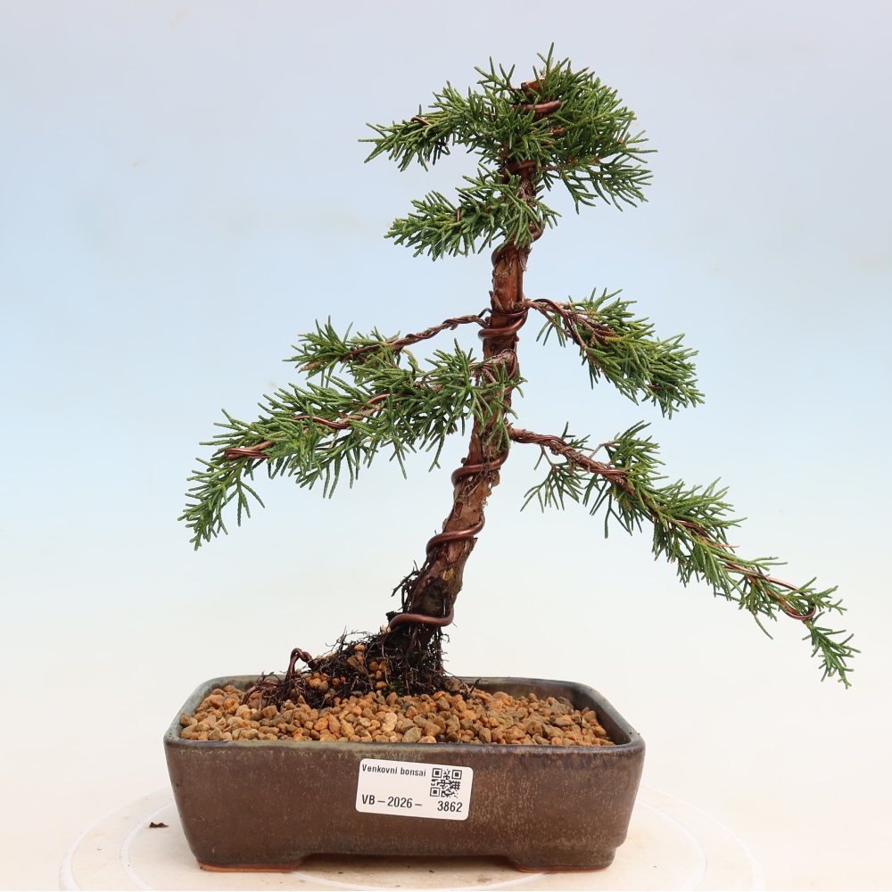 Bonsai da esterno - Juniperus chinensis Kishu