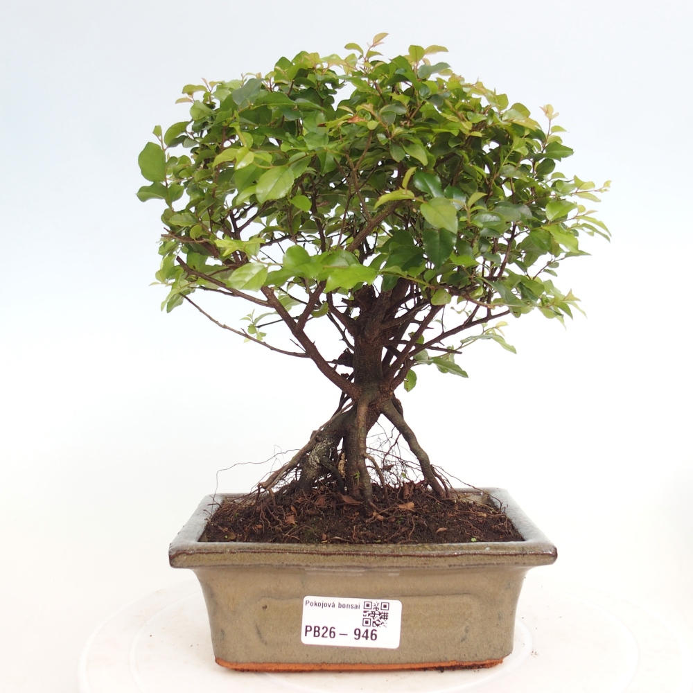 Camera bonsai - Sageretia thea - Sageretia thea