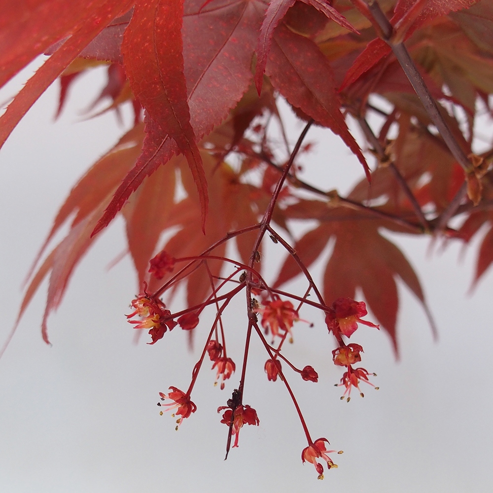 Bonsai da esterno - Palma Acer. Atropurpureum-Javor palmate