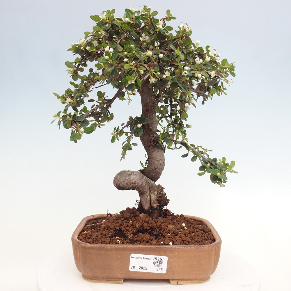 Bonsai da esterno - Cotoneaster dammeri - Roccia di Damer