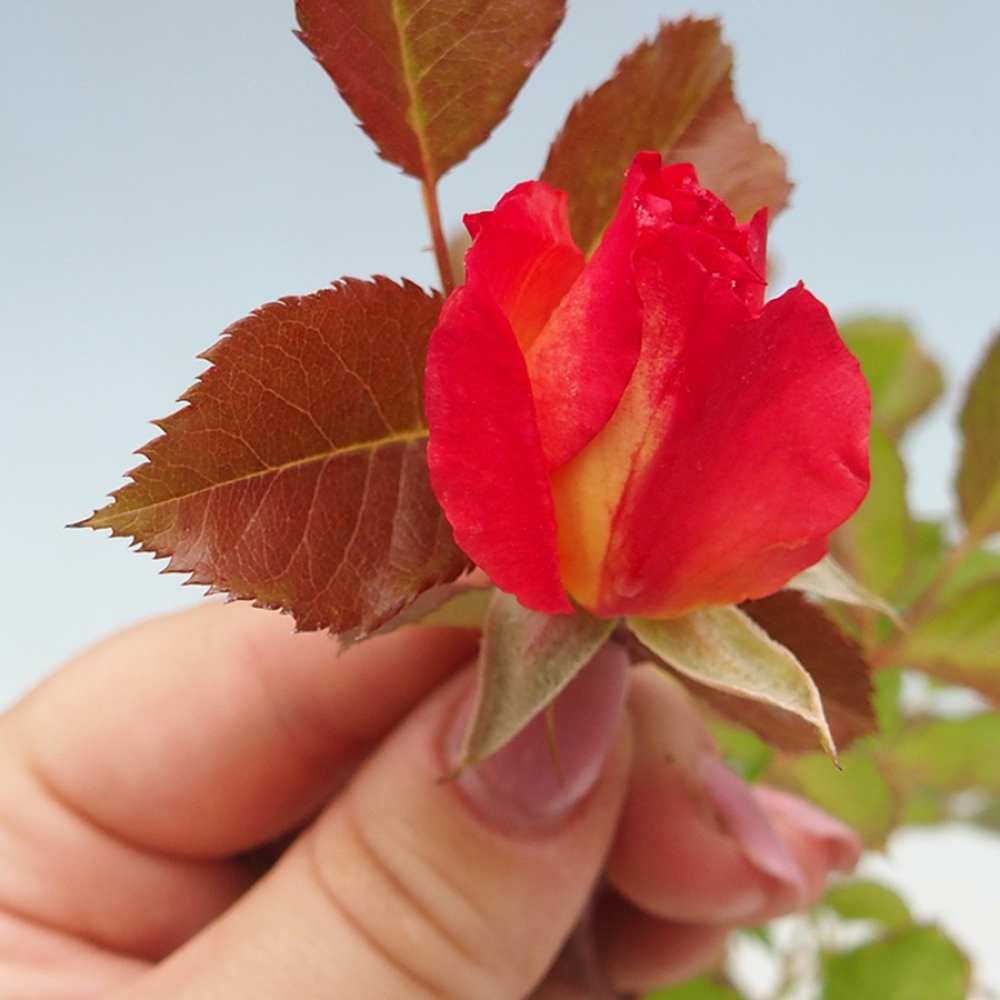 Bonsai da esterno - Rosa Kordes - rosa